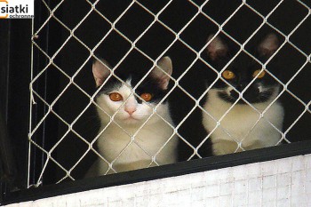 Siatki poliestrowe - Siatka balkonowa – zabezpieczenie dla kota siatki poliestrowej