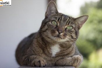Siatki poliestrowe - Siatka do zabezpieczenia kota i przed kotem siatki poliestrowej